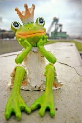 Froschk�nig auf dem zuk�nftigen LaGa-Gel�nde